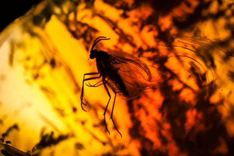 The fascination and understanding of amber