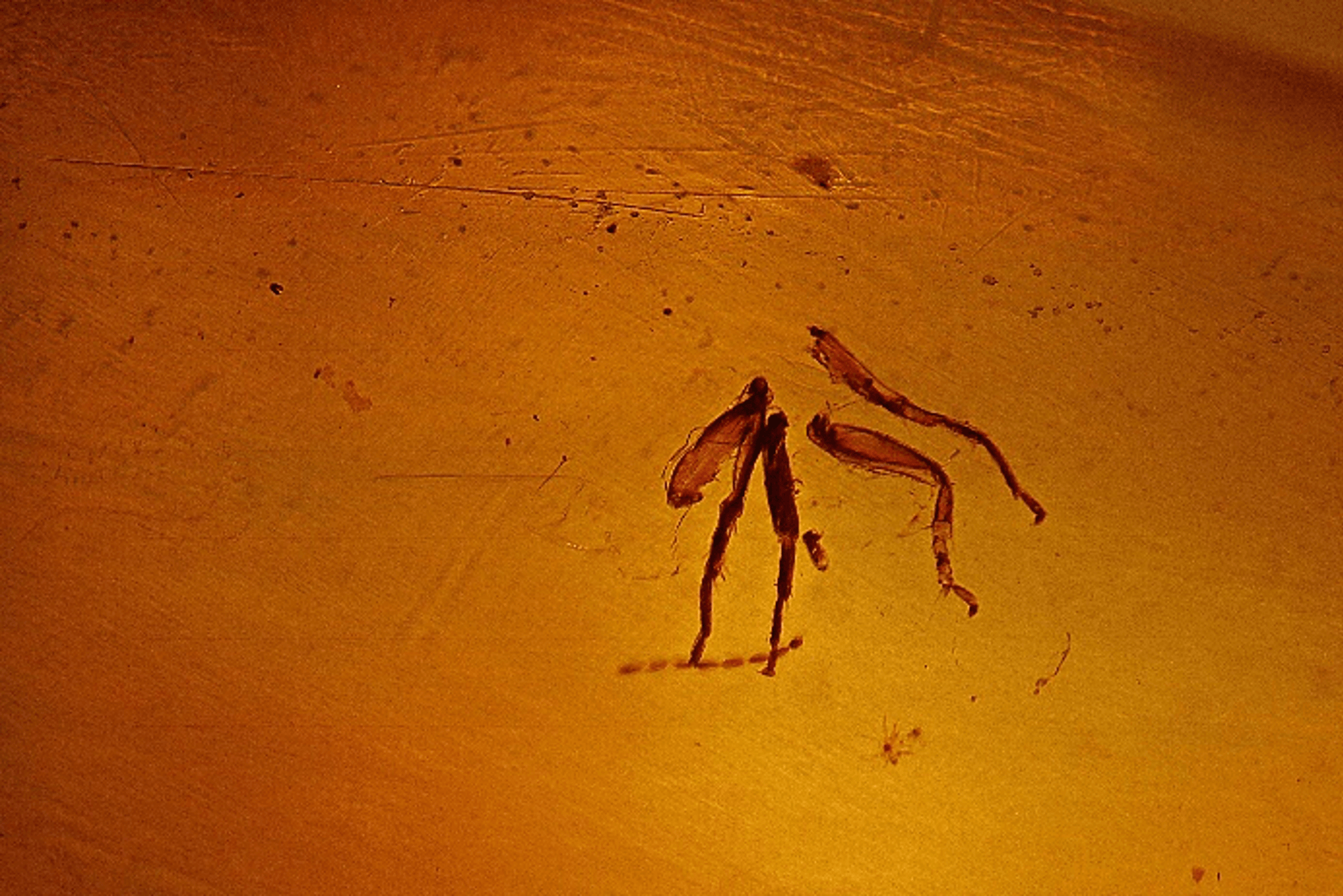 Sacrificed limbs of insects recorded in one of the amber items submitted for examination; dark field illumination