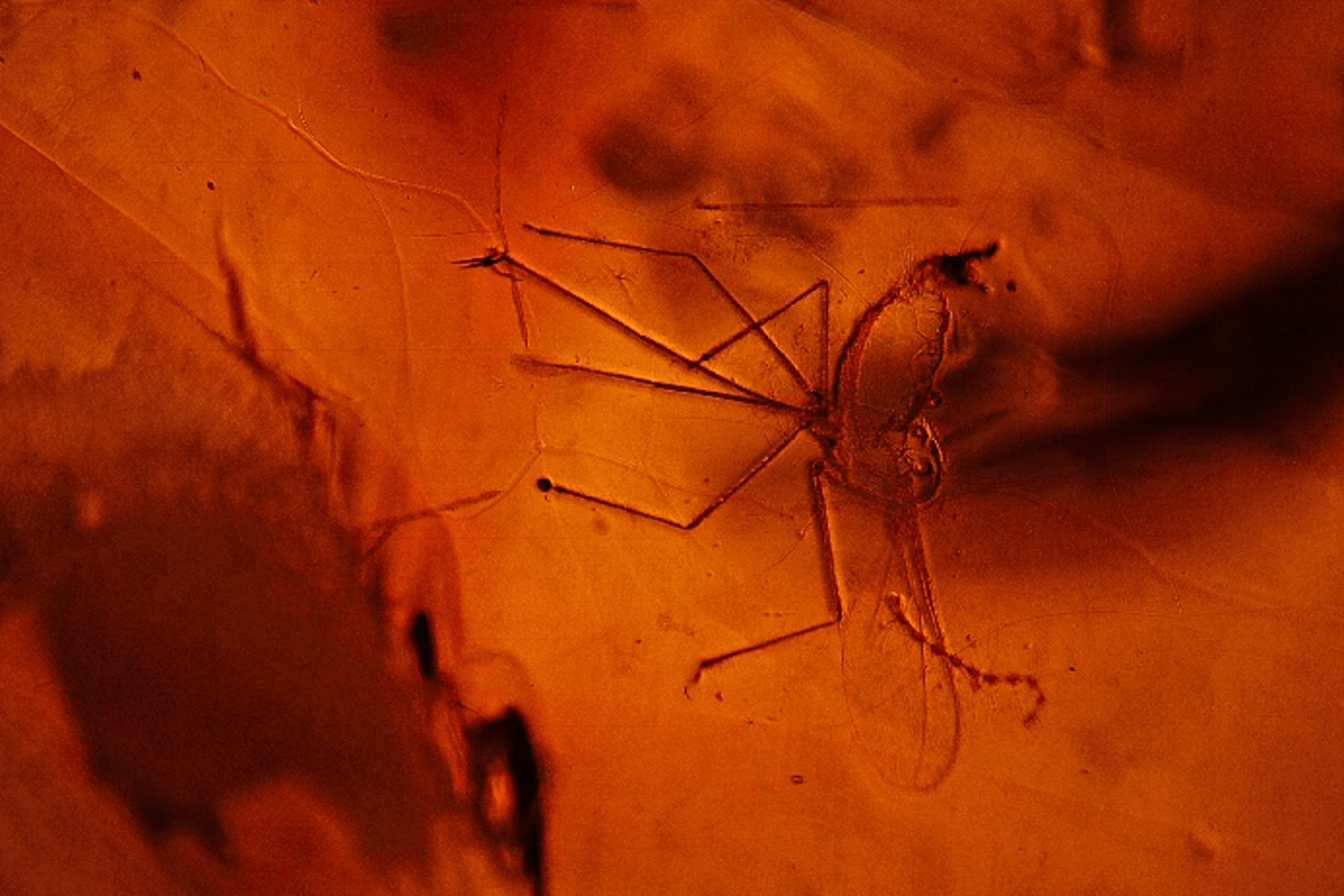 This capture insect within one of the amber items submitted for examination shows the delicate wing structure and an imperfect posture; dark field illumination