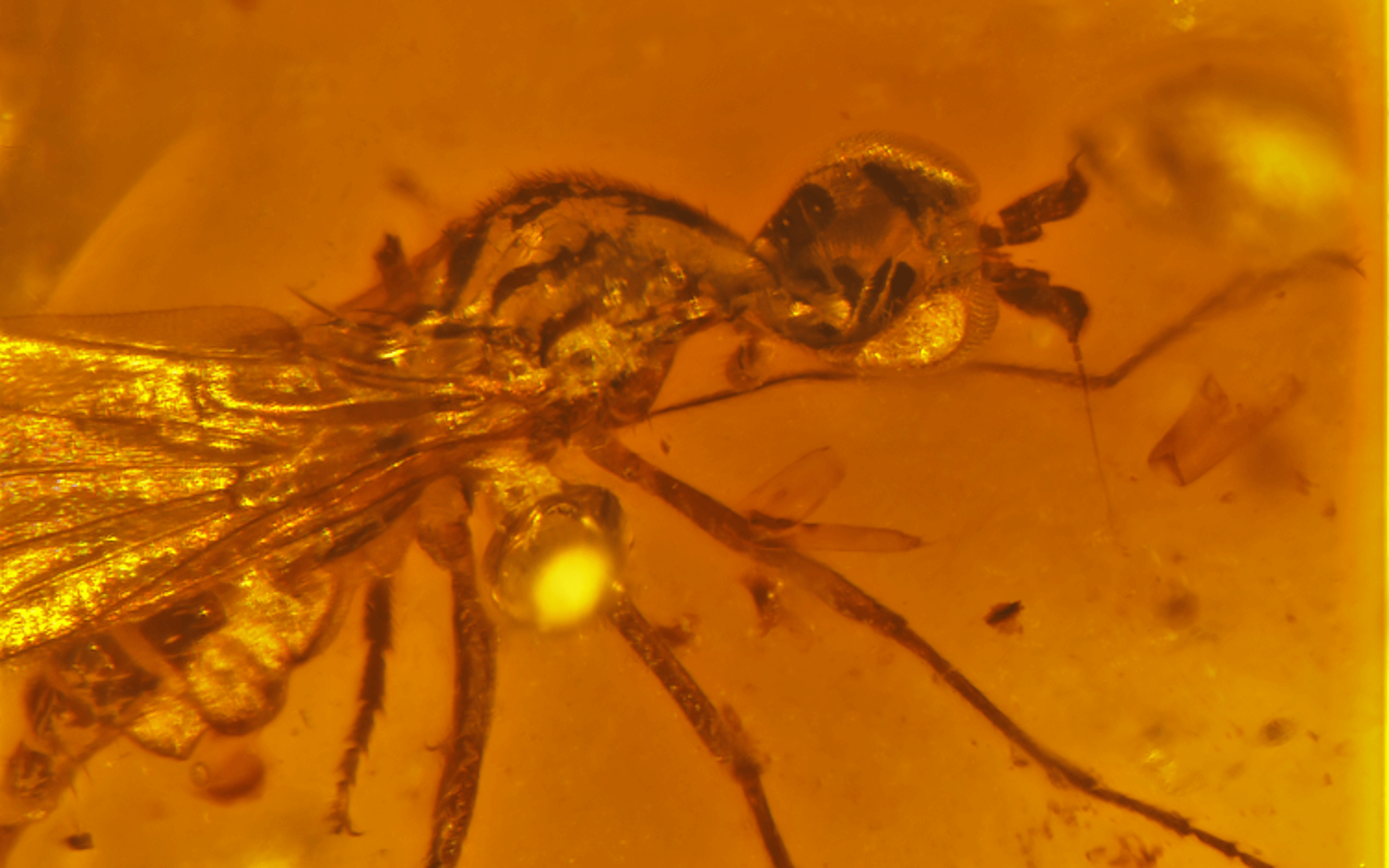 An insect in amber from the collection of Kenneth Scarratt