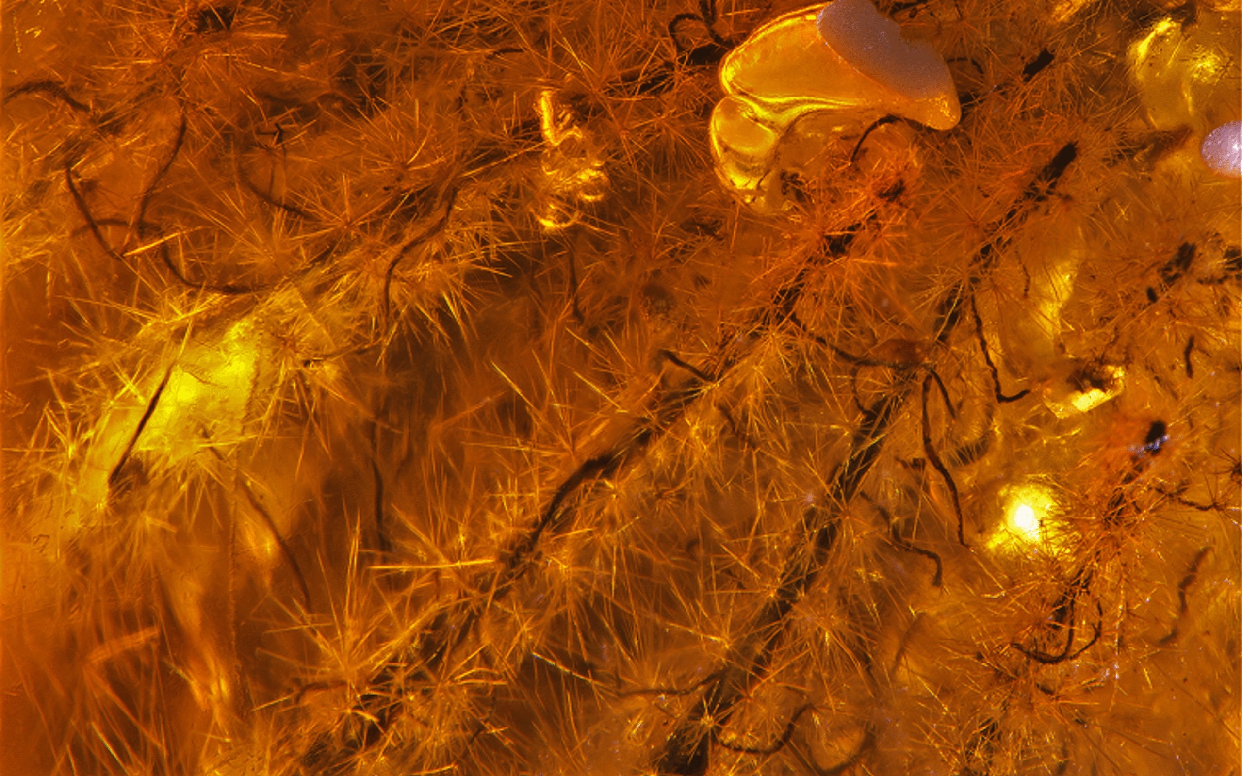 Plantlife in amber from the collection of Kenneth Scarratt